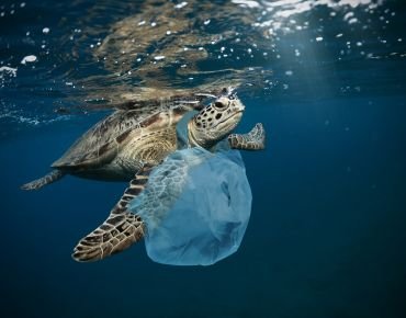 Ocean conservation and marine ecosystems